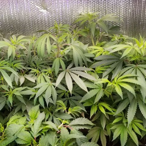 Sour Diesel growlog timeline photo