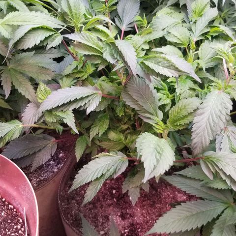 Dosidos Fortune Cookies growlog timeline photo