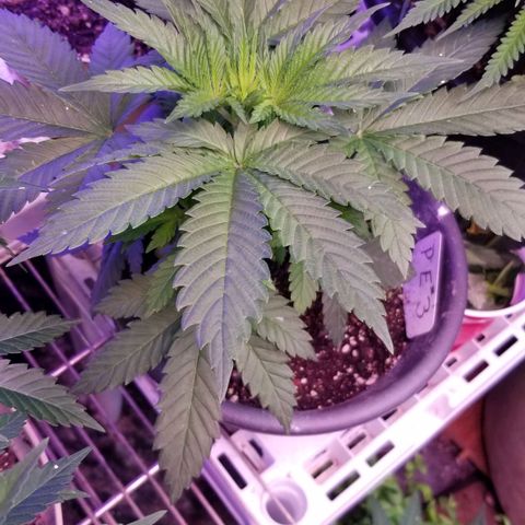 Pineapple Express  growlog timeline photo