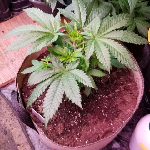 Pineapple Express  growlog timeline photo