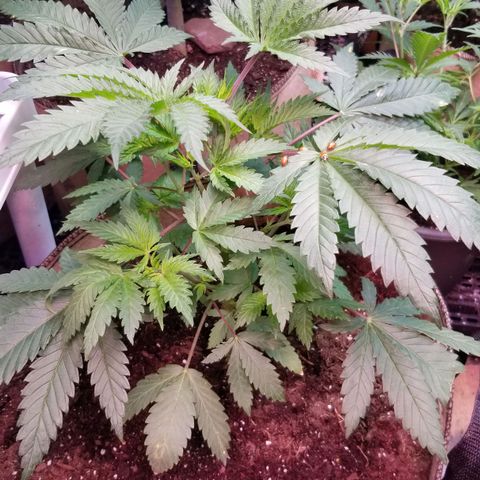 Pineapple Express  growlog timeline photo