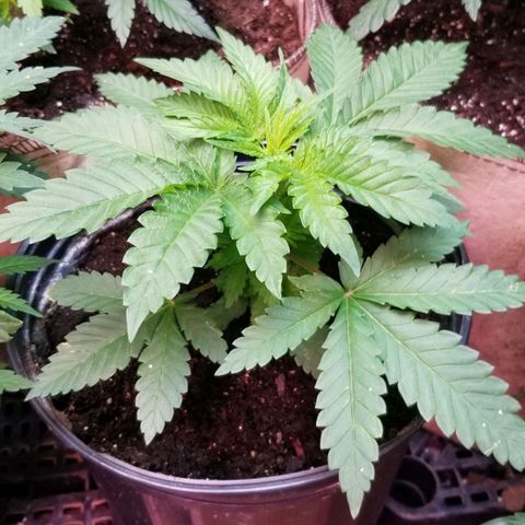 Pineapple Express  growlog timeline photo