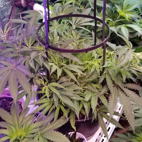Jr Mints x MAC1 growlog timeline photo