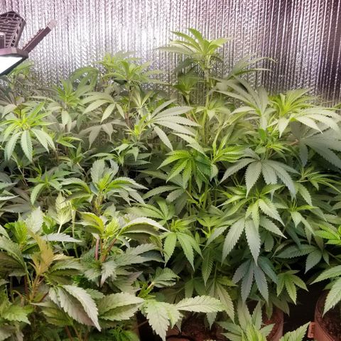 Sour Diesel growlog timeline photo