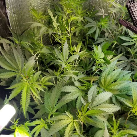 BBC x MAC1 growlog timeline photo