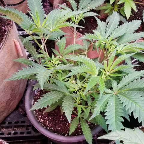 Jr Mints x MAC1 growlog timeline photo