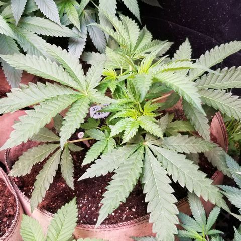 Jr Mints x MAC1 growlog timeline photo
