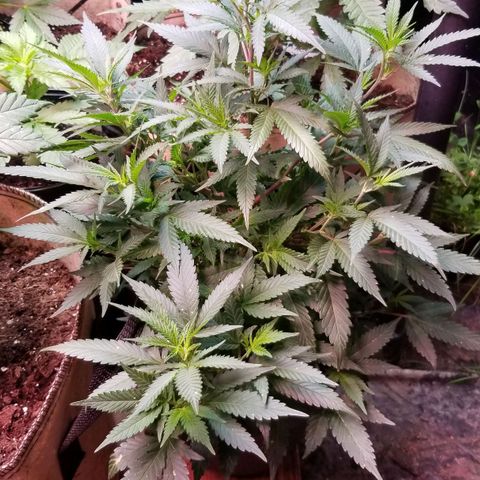 Jr Mints x MAC1 growlog timeline photo
