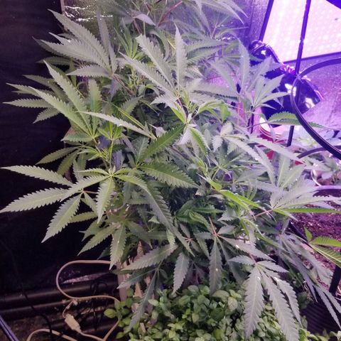 Jr Mints x MAC1 growlog timeline photo