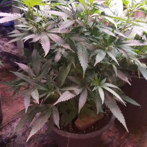 Jr Mints x MAC1 growlog timeline photo