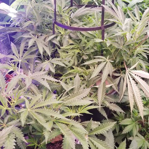 Jr Mints x MAC1 growlog timeline photo