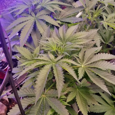 GMO x Purple Sweets growlog timeline photo