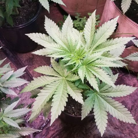 Pineapple Express  growlog photo: Pineapple Chunk 