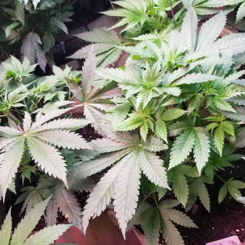 Pineapple Express  growlog timeline photo