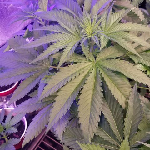 Pineapple Express  growlog timeline photo