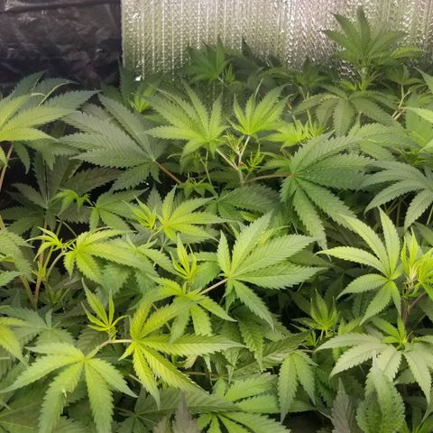 BBC x MAC1 growlog timeline photo