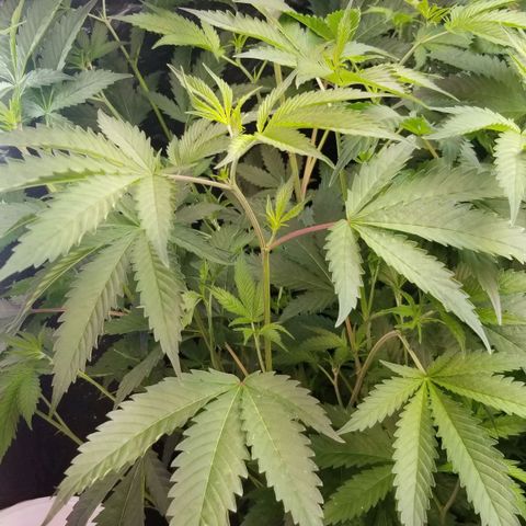 BBC x MAC1 growlog timeline photo