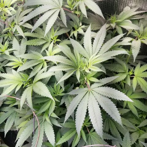 Sour Diesel growlog timeline photo