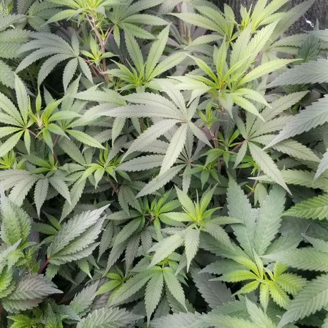 Sour Diesel growlog timeline photo