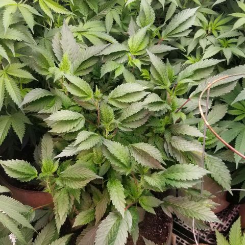 Dosidos Fortune Cookies growlog timeline photo
