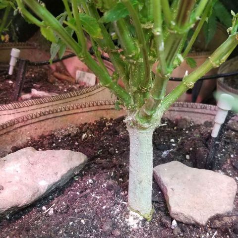 Dosidos Fortune Cookies growlog timeline photo