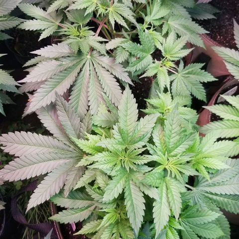 Pineapple Express  growlog timeline photo
