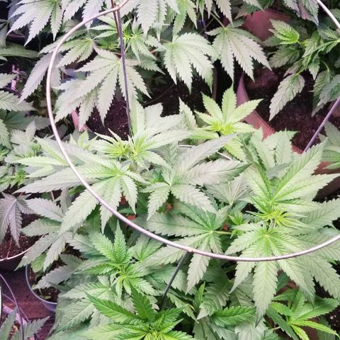Pineapple Express  growlog photo: 2009 Bagseed is PE 9