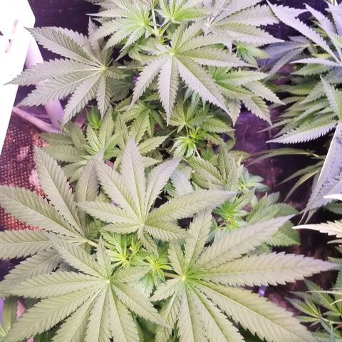 Pineapple Express  growlog photo: 2009 Bagseed is PE 9