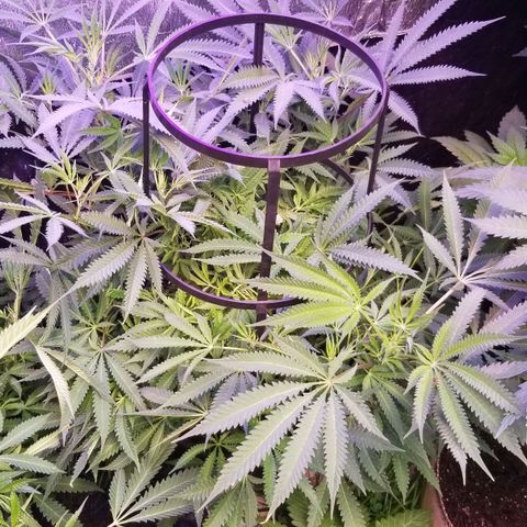Jr Mints x MAC1 growlog timeline photo