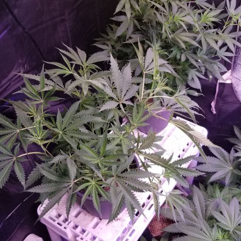 Jr Mints x MAC1 growlog timeline photo