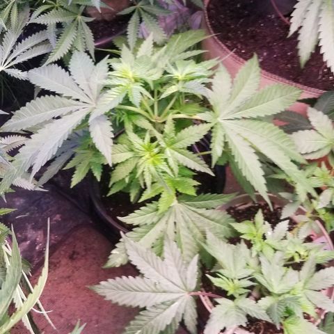 Pineapple Express  growlog photo: Pineapple Chunk 
