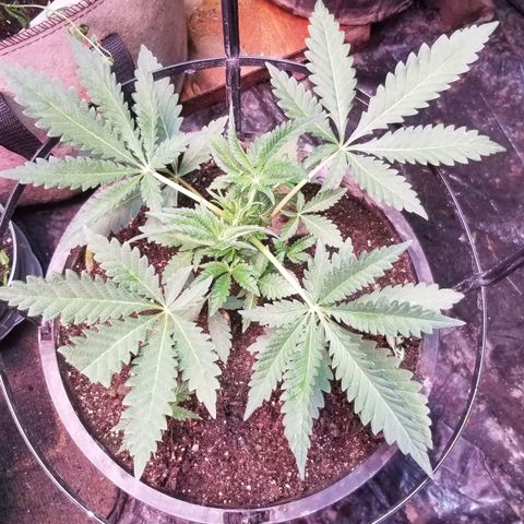 Jr Mints x MAC1 growlog photo: Lemonchello cross