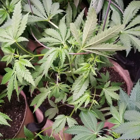 BBC x MAC1 growlog photo: Apex and Jr Mint BBC MAC1 
