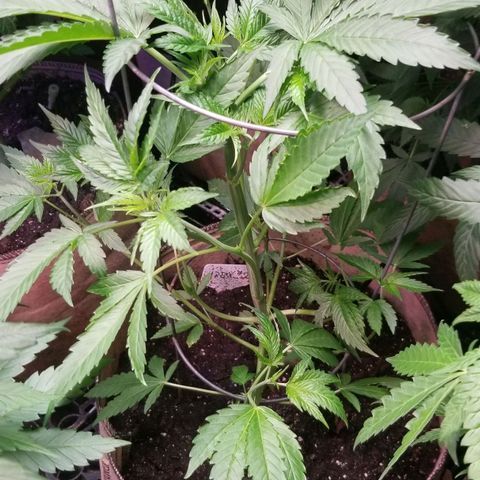 BBC x MAC1 growlog photo: Apex and Jr Mint BBC MAC1 