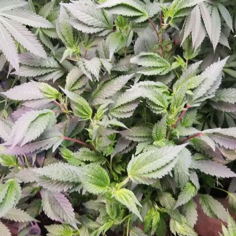 Dosidos Fortune Cookies growlog timeline photo