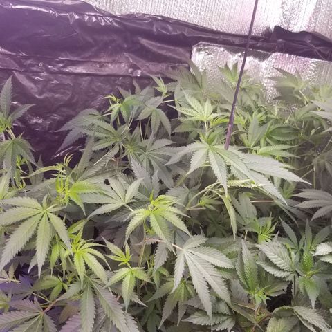 BBC x MAC1 growlog timeline photo