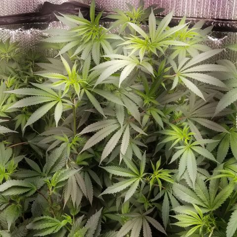 Sour Diesel growlog timeline photo