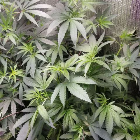 Sour Diesel growlog timeline photo