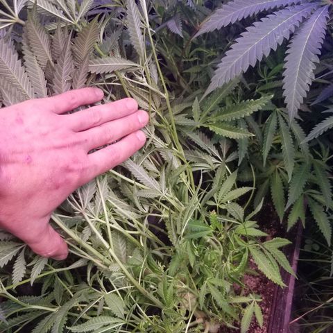 Jr Mints x MAC1 growlog timeline photo