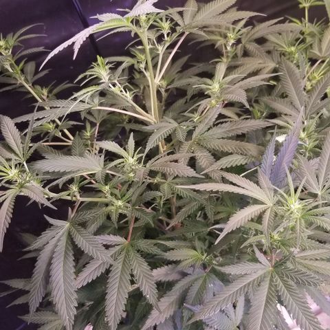 Jr Mints x MAC1 growlog timeline photo