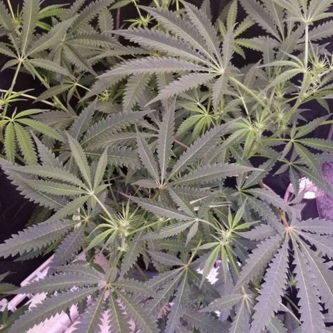 Jr Mints x MAC1 growlog timeline photo