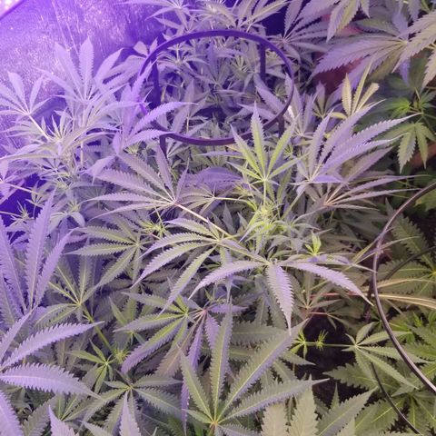 Jr Mints x MAC1 growlog timeline photo