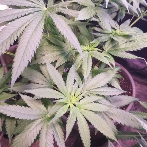 Pineapple Express  growlog timeline photo