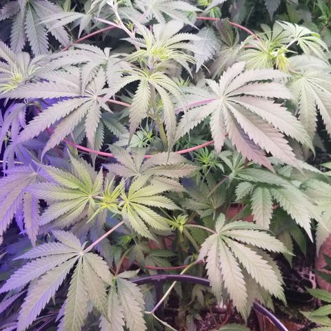 Pineapple Express  growlog timeline photo