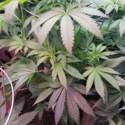Pineapple Express  growlog timeline photo