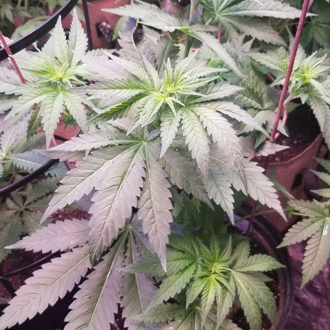 Pineapple Express  growlog photo: Pineapple Chunk