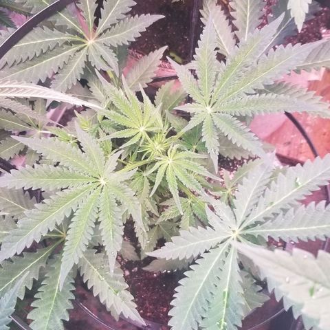 Jr Mints x MAC1 growlog timeline photo