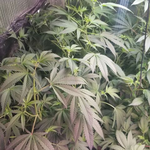 BBC x MAC1 growlog timeline photo