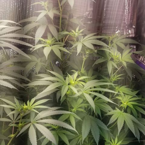 Sour Diesel growlog timeline photo
