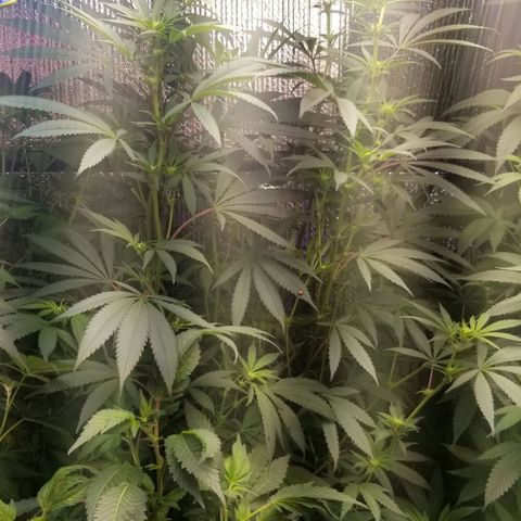 Sour Diesel growlog timeline photo